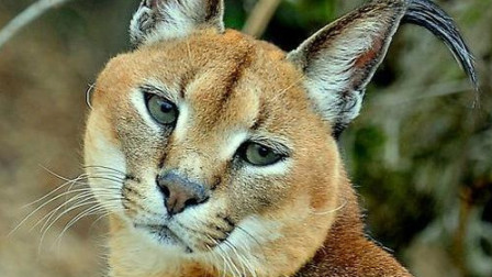 开云体育APP下载-非洲选手身手敏捷，夺冠无悬念